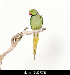 Rose-Ringed / Ring-Necked PARAKEET - perched on branch Stock Photo