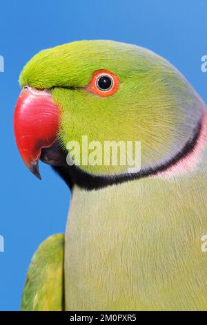 Ring-necked / Rose-ringed PARAKEET - close-up Stock Photo