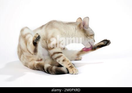 CAT. Snow Marble blue-eyed Bengal cleaning itself Stock Photo