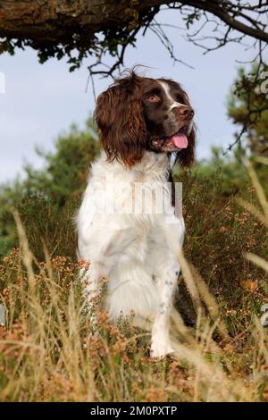 DOG. English springer spaniel standing in heather Stock Photo