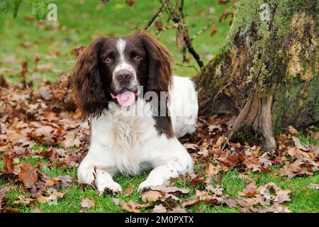 DOG. English springer spaniel sitting in leaves Stock Photo