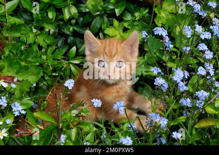 Kitten ( ginger) in the garden Stock Photo