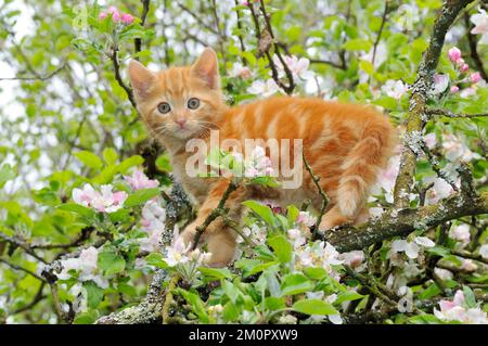 KITTEN. (ginger) in an apple tree Stock Photo