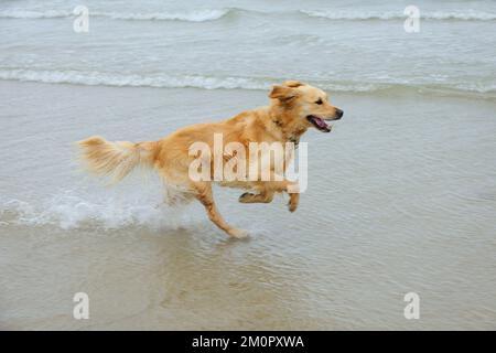 DOG. Golden retriever running in surf Stock Photo