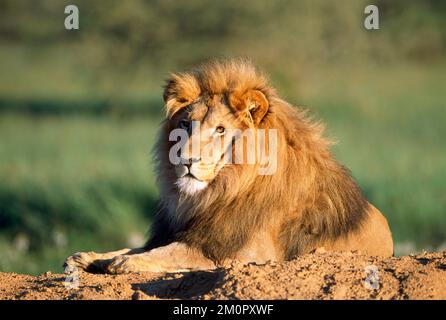 Lion Stock Photo