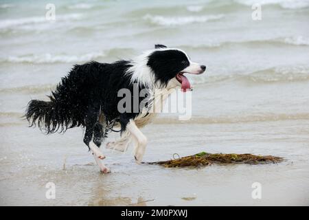 DOG. Border collie running in surf Stock Photo
