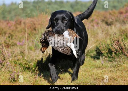 DOG. Labrador holding grouse in mouth walking through Stock Photo