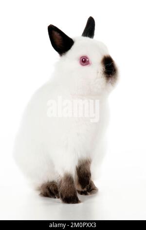 RABBIT - Netherland dwarf himalyan Stock Photo