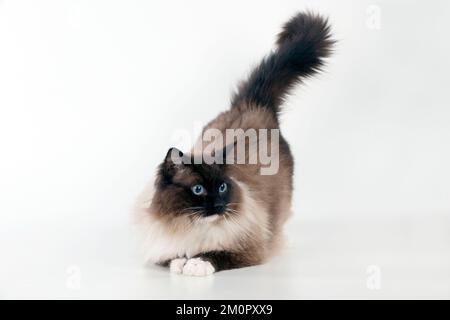 Seal Mitted Ragdoll Cat Stock Photo - Alamy