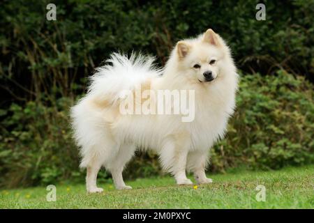 DOG. German Spitz Mittel Stock Photo - Alamy