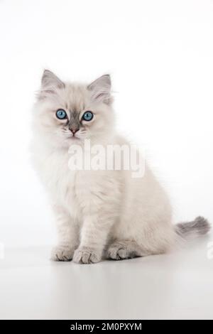 CAT - 10 week old ragdoll kitten Stock Photo