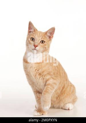 CAT - Ginger tabby cat Stock Photo