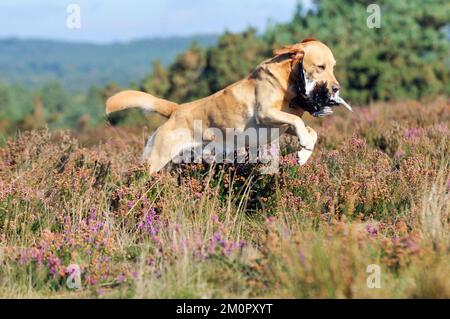 DOG. Yellow labrador holding grouse in mouth leaping Stock Photo