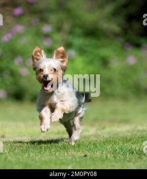 DOG - Yorkshire terrier running in garden Stock Photo