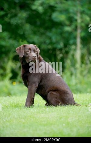 DOG - Chocolate labrador sitting in garden Stock Photo