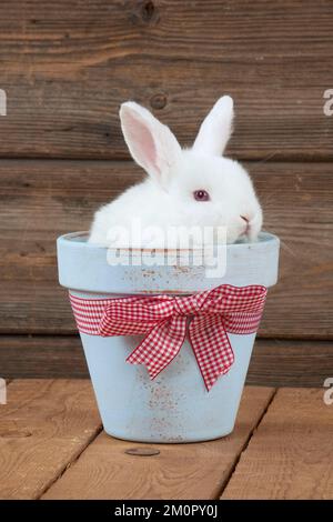 RABBIT - Mini Ivory Satin Rabbit - sitting in flower pot Stock Photo