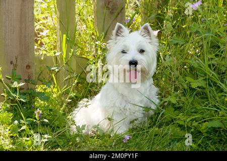 DOG - West higland white terrier sitting in garden Stock Photo