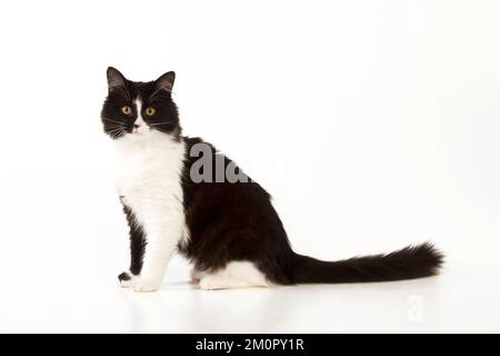 CAT - Black and white cat sitting Stock Photo