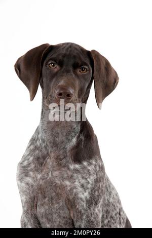 DOG - German Shorthaired Pointer (head shot) Stock Photo