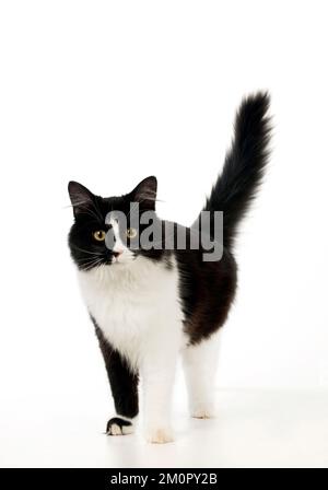 CAT - Black and white cat Stock Photo