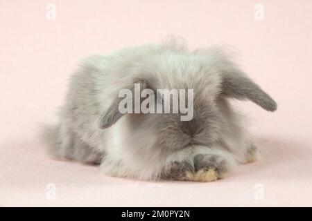 RABBIT - Dwarf rabbit Stock Photo