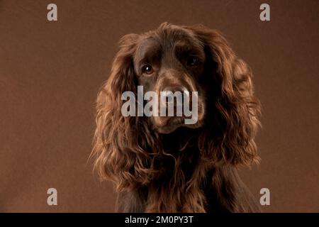 DOG - Springer spaniel (head shot) Stock Photo