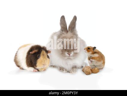 Guinea Pig Dwarf lion-head Rabbit & Hamster Stock Photo