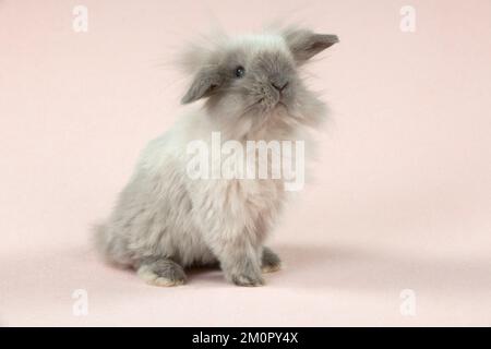 RABBIT - Dwarf rabbit Stock Photo