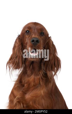 DOG. Irish setter sitting - head and shoulders Stock Photo