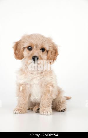 Dog - Cavachon (Cavalier x Bichon Frise) 10 week old puppy Stock Photo