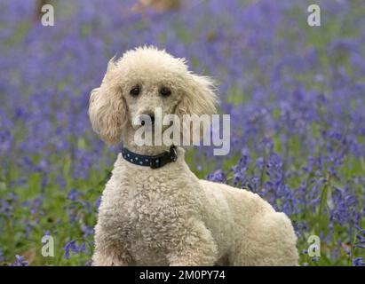 Dog Labradoodle Stock Photo