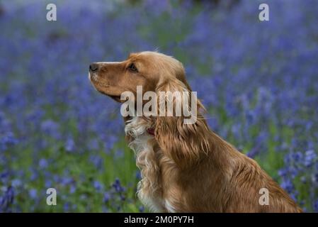 Dog Cocker Spaniel (working) Stock Photo