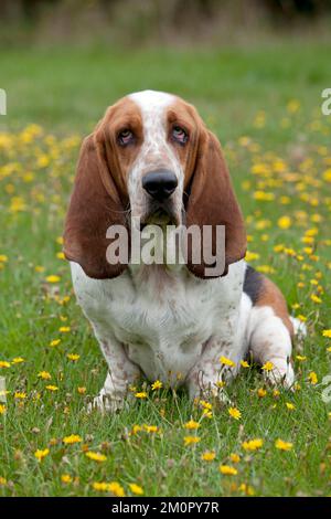 DOG Basset Hound in a field Stock Photo