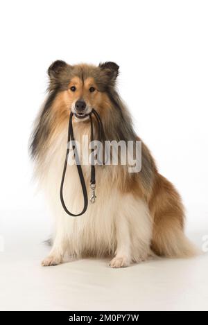 Dog Rough Collie Stock Photo