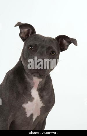 Dog Staffordshire Bull Terrier Stock Photo