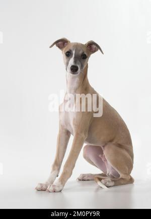Dog Whippet Stock Photo