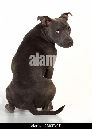 Dog Staffordshire Bull Terrier Stock Photo
