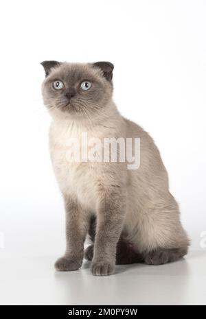 Cat Scottish Fold Stock Photo
