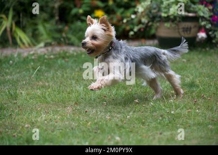 Dog Yorkshire Terrier Stock Photo