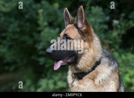 Dog German Shepherd (sable Stock Photo - Alamy