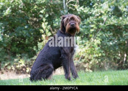 Dog German Wire-haired Pointer in autumn woodland Stock Photo