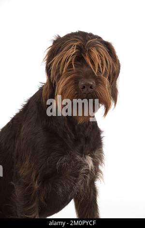 Dog German Wire-haired Pointer on white in studio Stock Photo