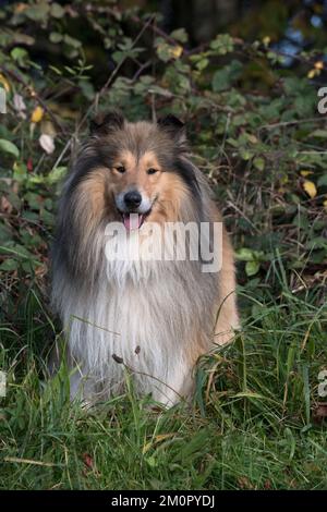 Dog Rough Collie standing Stock Photo