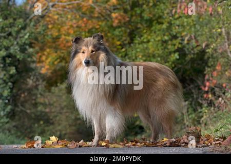Dog Rough Collie standing Stock Photo