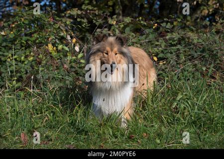 Dog Rough Collie standing Stock Photo
