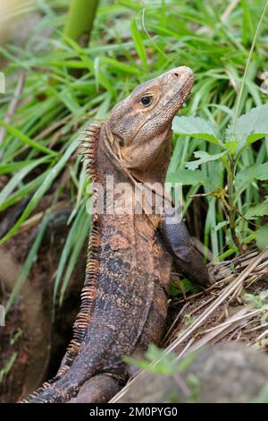 Black spiny-tailed iguana (Ctenosaura similis) near the entry of its den at the ocean coast, Osa Peninsula, Puntarenas, Costa Rica. Stock Photo