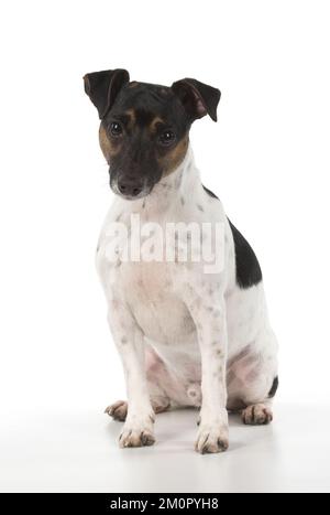 DOG. Jack Russell Terrier, in a studio. Stock Photo