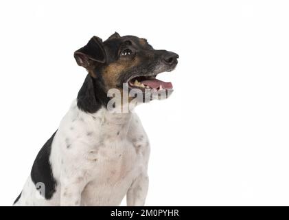 DOG. Jack Russell Terrier, in a studio. Stock Photo