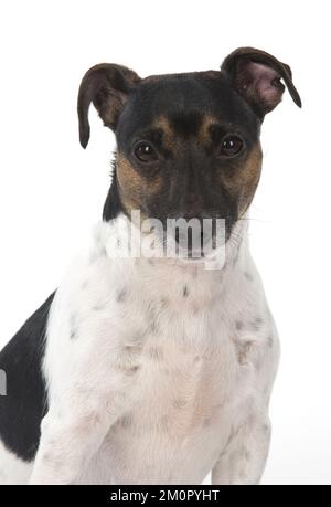 DOG. Jack Russell Terrier, in a studio. Stock Photo