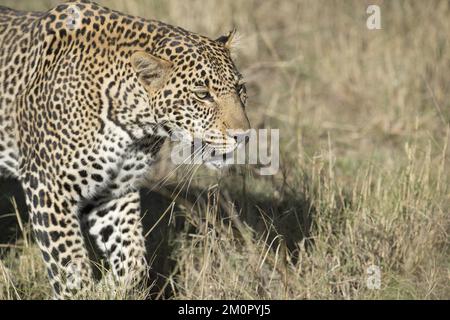 Mammal. Leopard, Masai mara. Stock Photo